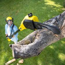 Best Root Management and Removal  in Oakland City, IN